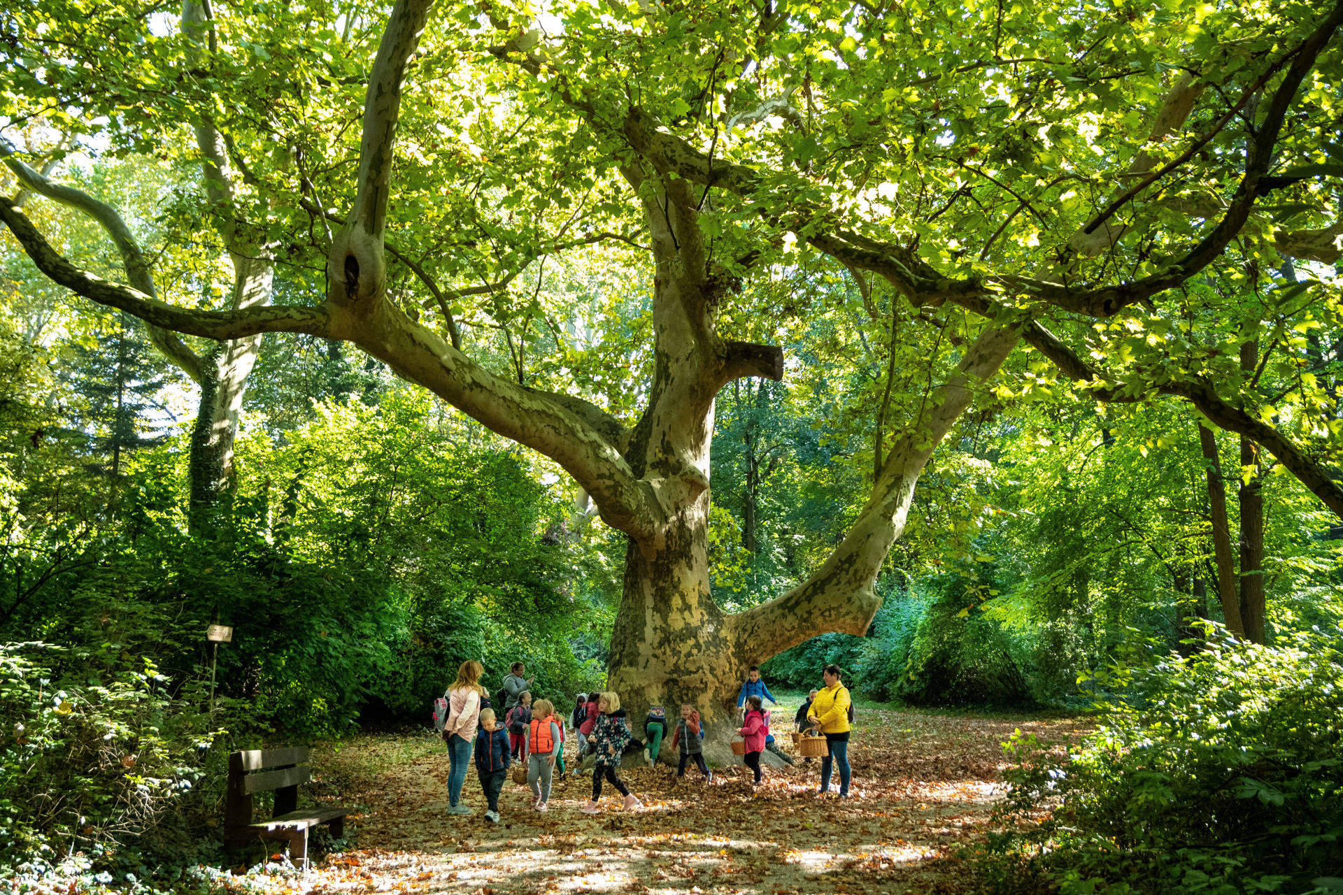 Alcsúti arborétum ritka fája